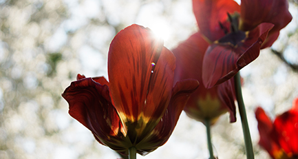tulpe-tulipa-frühling-frühblüher