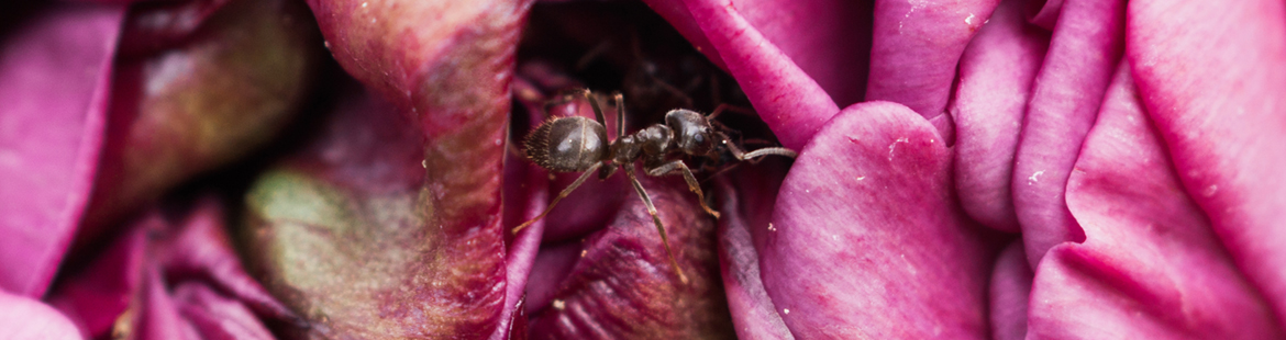 Ameisen Formicidae Titelbild